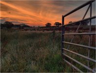 Evening Meadow.jpg