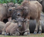 IMG_3846 Water Buffalo @ Pui O.JPG