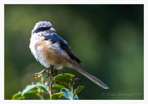 Unknown%20Shrike%20B%20-%20Tengchong%2C%20Yunnan%20%231-L.jpg