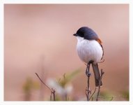 Unknown%20Shrike%20C%20-%20Tengchong%2C%20Yunnan%20%231-L.jpg