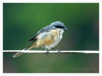 Unknown%20Shrike%20D%20-%20Tengchong%2C%20Yunnan%20%231-L.jpg