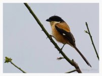 Unknown%20Shrike%20GGS%20A%20-%20Gaoligongshan%2C%20Yunnan%20%231-L.jpg