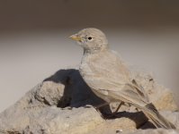 Desert Lark_Mudhai_090114a.jpg