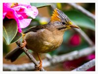 Yuhina%2C%20Rufous-vented%20-%20Tengchong%2C%20Yunnan%20%231-XL.jpg