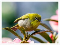 White-eye%2C%20%20Japanese%20-%20Tengchong%2C%20Yunnan%20%231-XL.jpg