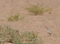 Hoopoe Lark_Dhofar_090114a.jpg