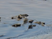 2014.04.17 Semipalmated Sandpiper & Dunlin.JPG