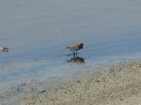 2014.04.17 Semipalmated Sandpiper.JPG