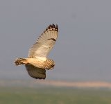 short eared owl (10).JPG