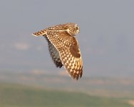 short eared owl (11).JPG