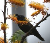 IMG_4025 Crested Myna @ RDBT.JPG