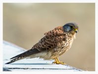 Kestrel%20%28Male%29%20-%20Hengsha%20%232-X2.jpg