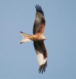 Red Kite.jpg