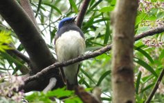 IMG_3884 Blue-and-white Flycatcher @ RDBT1.JPG