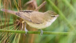 oriental reed warbler.jpg