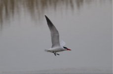 Tern ID.jpg