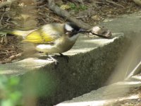 IMG_3354 Chinese Bulbul @ RDBT.JPG