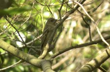 IMG_3308 Common Rosefinch @ Tai O.jpg