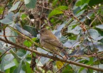 IMG_3311 Common Rosefinch @ Tai O 2.JPG