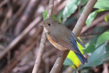 IMG_3317 Red-flanked Bluetail @ Tai O.JPG