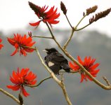 IMG_3301 Crested Myna @ Pui O.JPG