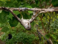 14-whitethroat-bird-africa-670.jpg