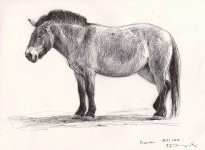 Przewalski-horse-2014-a.jpg