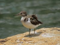 IMG_4210 Common Sand @ Pui O.JPG