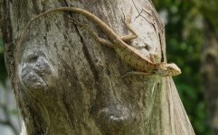 IMG_4158 Changeable Lizard 2 @ Pui O.JPG