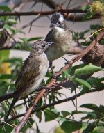 chinese bulbuls.pair DSCF7174.jpg