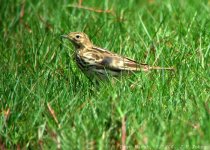 pipit-3.jpg