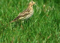 pipit-4.jpg