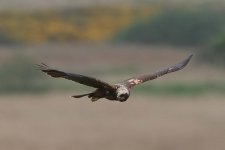 marshharrier190506g.jpg