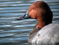 pochard.JPG