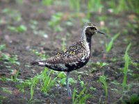 PacificGoldenPlover01Whitburn210902a.jpg