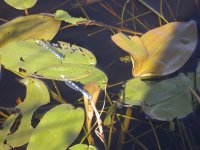 Common Blue Damselfly.jpg