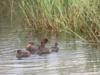 Little Grebe & Chicks bf.jpg