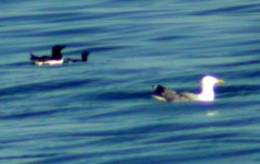 razorbill with juv cooley pt july 06.jpg