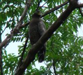 Crested Serpent Eagle 2.jpg