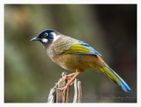 Laughingthrush%2C%20Black-Faced%20-%20Gaoligongshan%2C%20Yunnan%20%231-X2.jpg