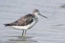 greenshank DB 20mm GH3 stx95_1150005.jpg