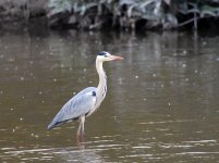 grey heron MP GH3 20mm stx95 c_1150262.jpg