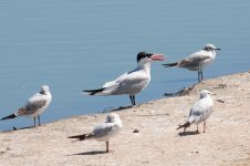 Caspian-Tern-(1)-web.jpg