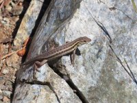 IMG_4130_Pamphylian Green Lizard_Lacerta pamphylica.JPG