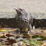 koel F bathe GH3 100-300mm_1210859.jpg