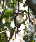 Rufous-Lored-Kingfisher---f.jpg