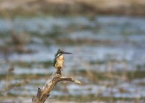 common kingfisher.jpg