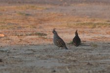 Elegant Quail_s.jpg