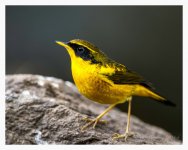 Bush-Robin%2C%20Golden%20Gaoligongshan%2C%20Yunnan%20%232-XL.jpg