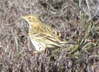 pipit m.JPG